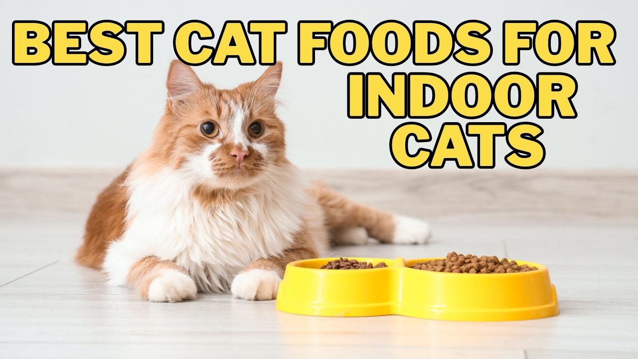 Best Cat Foods for Indoor Cats in 2026