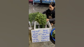 Hoa Cúc Giống Ninh Giang Khánh Hòa A Nhàn Mầm Cúc Đại Đóa Pha Lê Xuất Hải Phòng 16/9/2024 ÂL #shorts