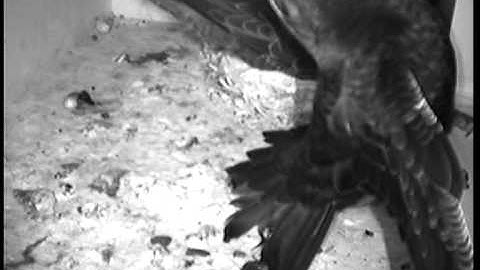Young Common Swift practising, tilting backwards