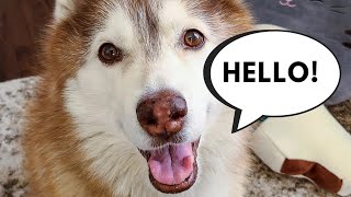 What does your dog's voice sound like? by Meeler Husky 7,718 views 3 years ago 1 minute, 54 seconds