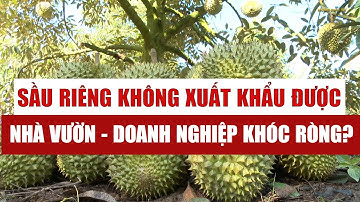 Nóng: 2.000 container không xuất khẩu được, doanh nghiệp kêu cứu?