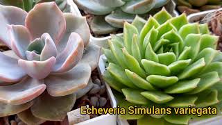 видео: Суккуленты.Виды.Рубрика  картинка: Суккуленты.Виды.Рубрика
