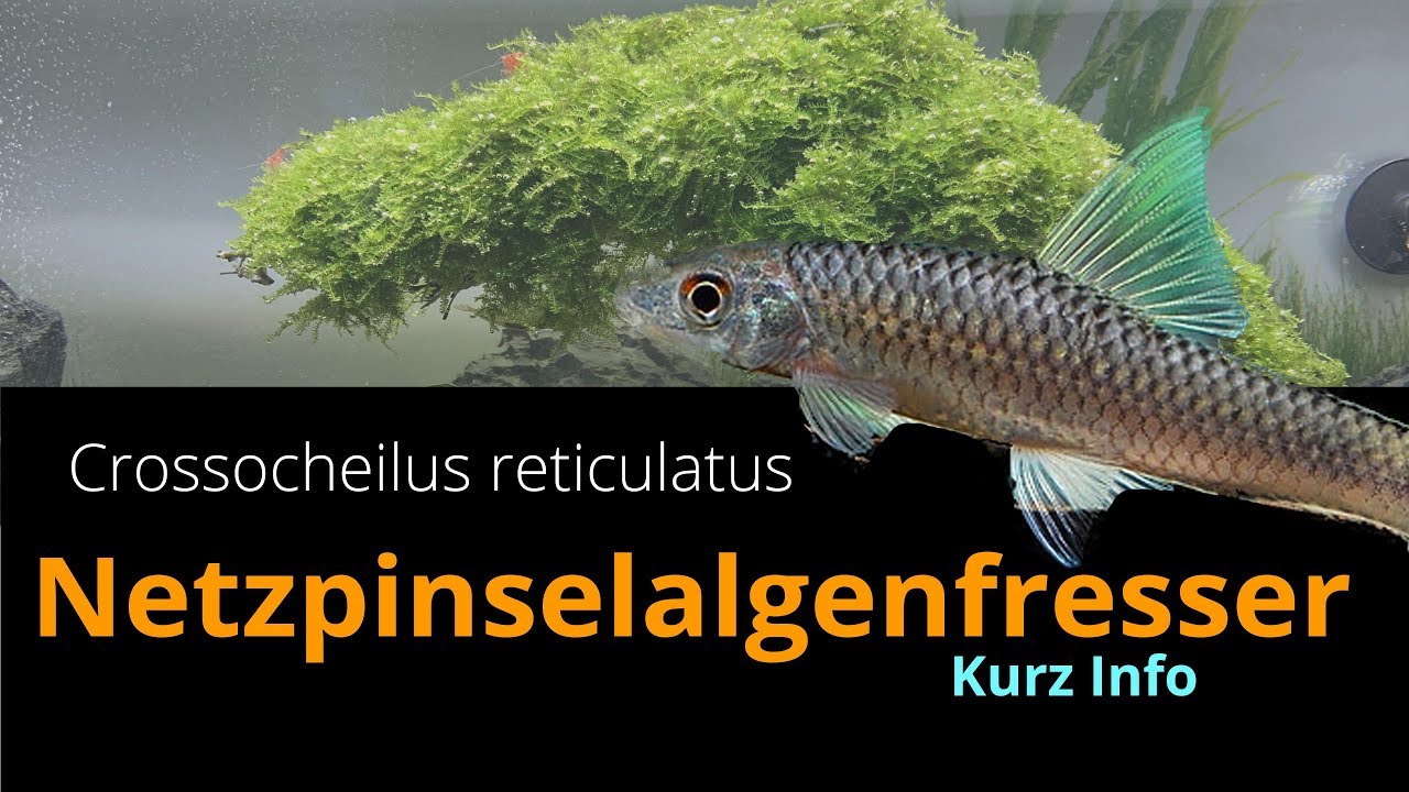 Netzpinselalgenfresser Crossocheilus reticulatus kurz Info YouTube