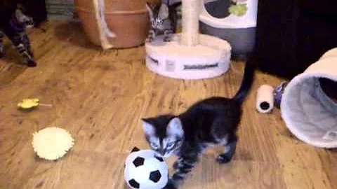 Video 616011: silver spotted bengal kitten