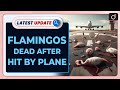 Flamingos Dead After Hit by Plane | Mumbai Airport | Latest Update | Drishti IAS English