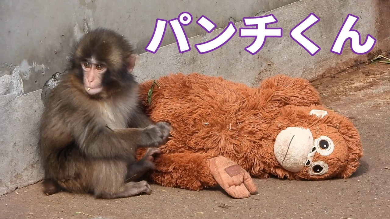 パンチくん　撮影日  ２０２６年２月２７日 #punchthemonky #市川市動物園 #Punch
