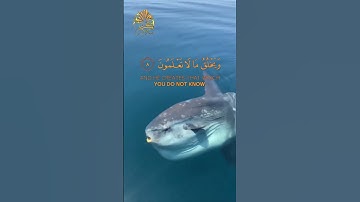 ويخلق مالا تعلمون 🌾 تلاوة خاشعة 🌾 القارئ الشيخ عبد الباسط عبد الصمد رحمة الله عليه #القران_الكريم