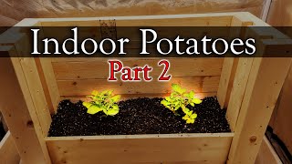 How To Grow Potatoes Indoors - Part 2 of 3