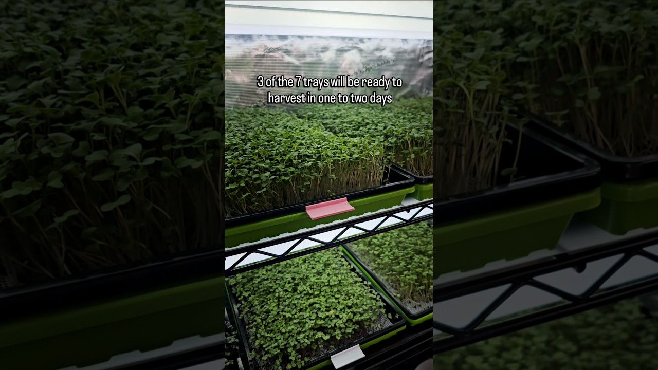 Day 7 Update: First Microgreens Trays Almost Ready to Harvest 🌱