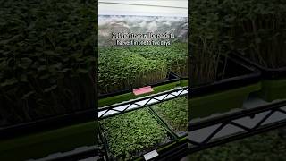 Day 7 Update: First Microgreens Trays Almost Ready to Harvest 🌱
