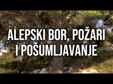 ALEPSKI BOR, POŽARI i POŠUMLJAVANJE