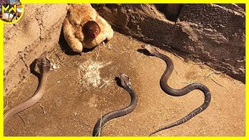 15 Moments When Snakes Messed With The Wrong Opponents