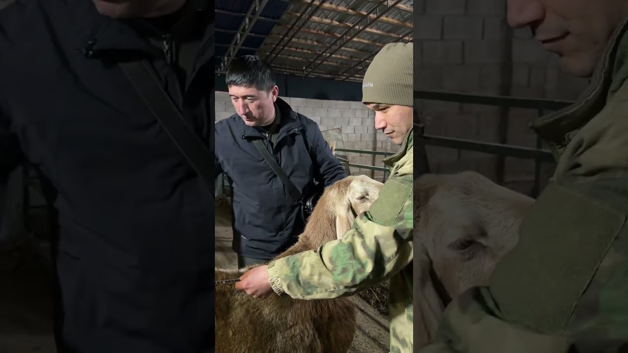 Арашан куйлардан фойда борми ўзи? Зохиджон хакимов 