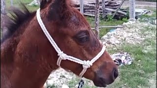 Mira CÓMO se hace una GAMARRA para POTRILLOS by NONO RANCH 1,701 views 2 months ago 3 minutes, 1 second