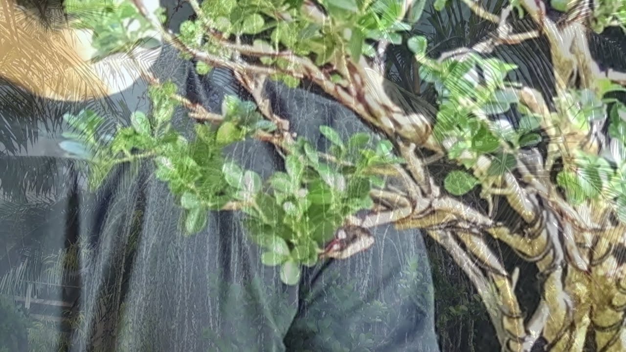 Henry (Buxus sempervirens) vídeo 1