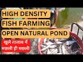      high density fish farming in pondkache talab me machli palan