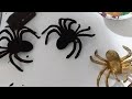 Coloring My Spiders Gold