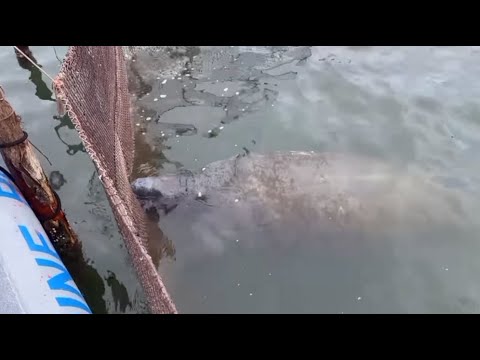 Manatee Rescued from Pound Net - YouTube