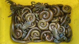 ORS KH ចាក់​ផ្សាយ​បន្ត​ផ្ទាល់ Caught many millipedes, and scorpions #insects  #millipede