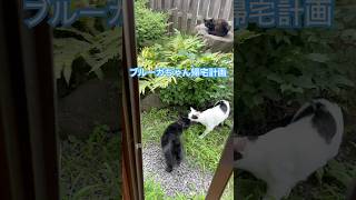 ネコと子ネコとおじさん ブルーガちゃん帰宅計画‼️今のところ不調〜 #shorts #cat #cats #猫 #保護猫 #ブルーガ #クロネコニャー #クロネコ様 #ウメキジちゃん