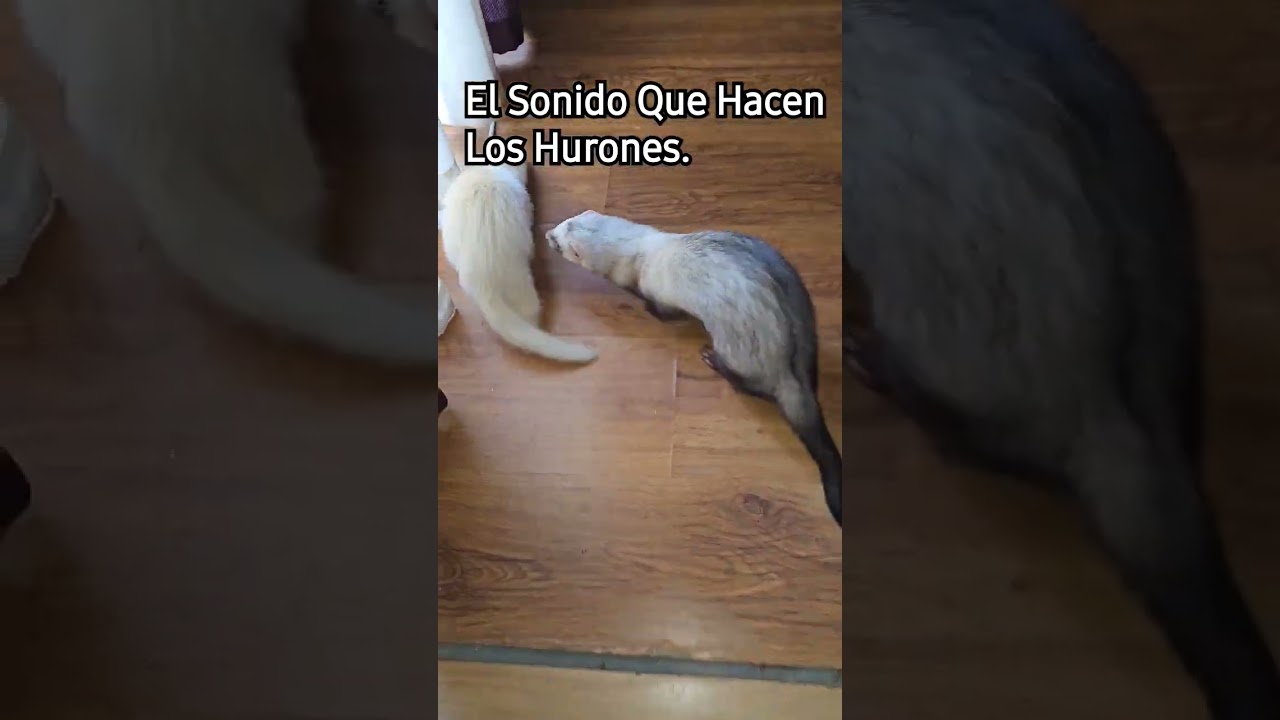 Sonido Huronil!! 
