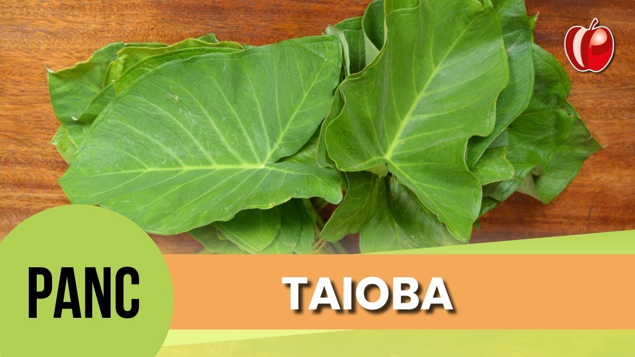 Taioba | Conhecendo as PANC | VP Nutrição Funcional