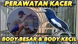 How to properly care for Kacer with a large body and a small body‼️