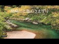 4K 映像 + 自然環境音 ASMR / 神崎川　渓流の音と鳥のさえずり