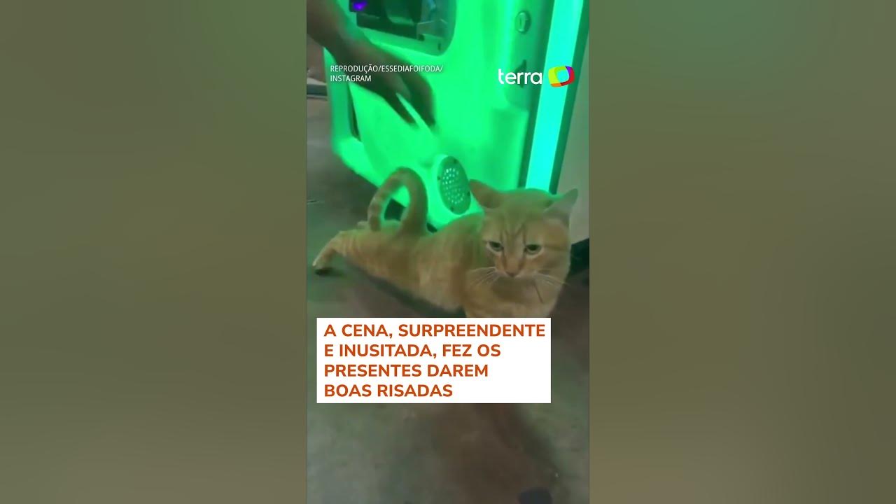 Máquina de pegar pelúcias é 'casa' de gato em posto de combustíveis em MS;  veja vídeo, Mato Grosso do Sul