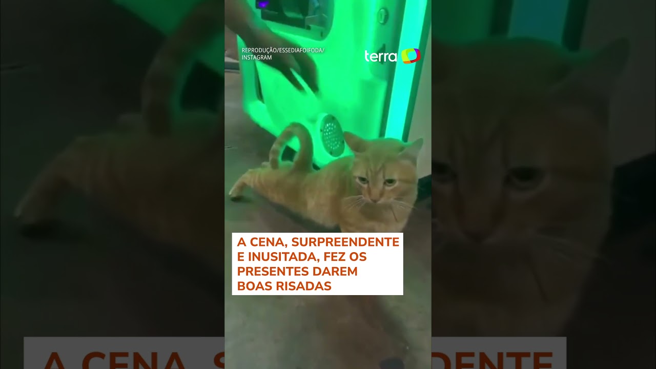 Máquina de pegar pelúcias é 'casa' de gato em posto de combustíveis em MS;  veja vídeo, Mato Grosso do Sul