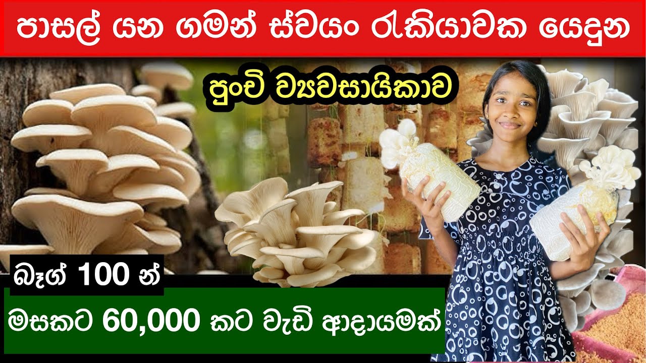 මම පටන් ගත්තේ පුංචි ඉඩකින් / පාසල් ඇරිලා ඇවිල්ලා ආසාවෙන් කරන Part Time Job එකක් මේක🍄