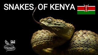 Snakes of Kenya, 5 species, venomous Green bush viper, African Rock python and more