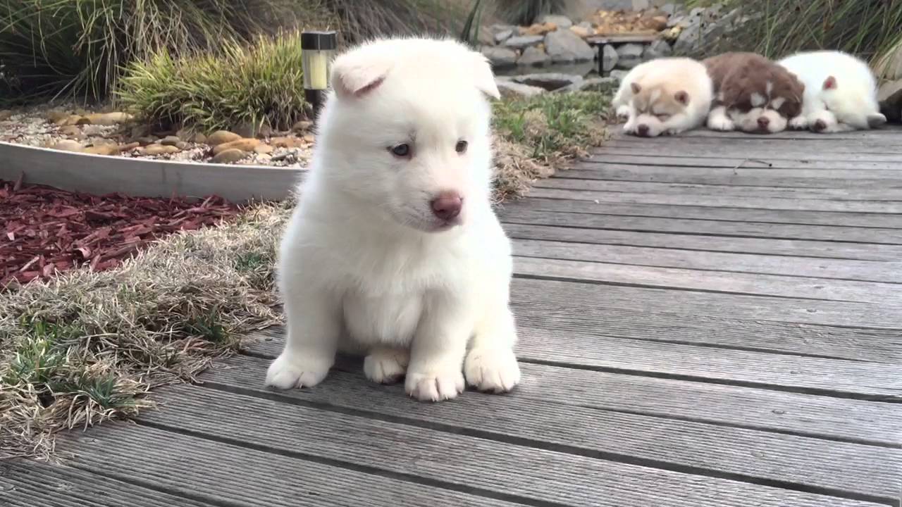 white siberian husky puppy