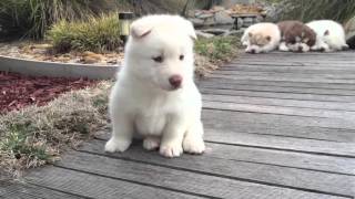 This White Husky Puppy is as Gorgeous as Waikiki