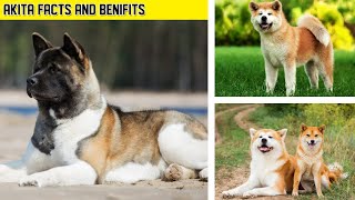 How Well You Know About Akita Dog. Learn Important #Facts @Manimalian