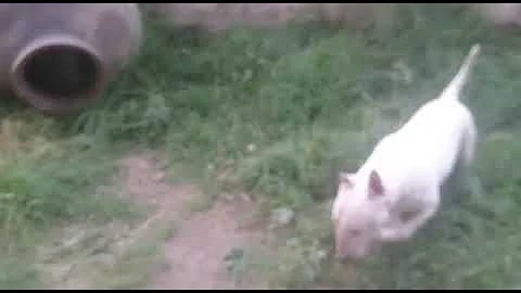 LINDO BULL TERRIER