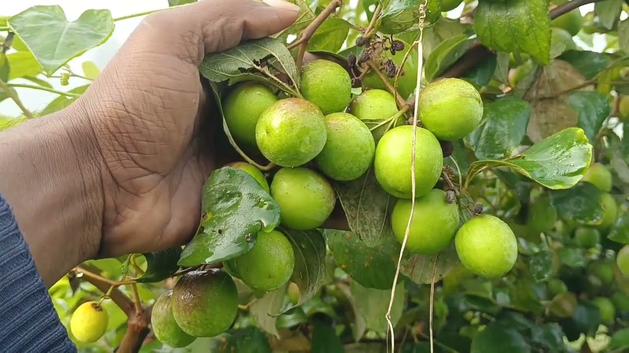 বড়ই চাষে অল্প পুঁজিতে বেশি লাভবান হওয়া যায় অল্প খরচে লাভ বেশি কোন জাতের বড়ই মিষ্টি বেশি হয়  