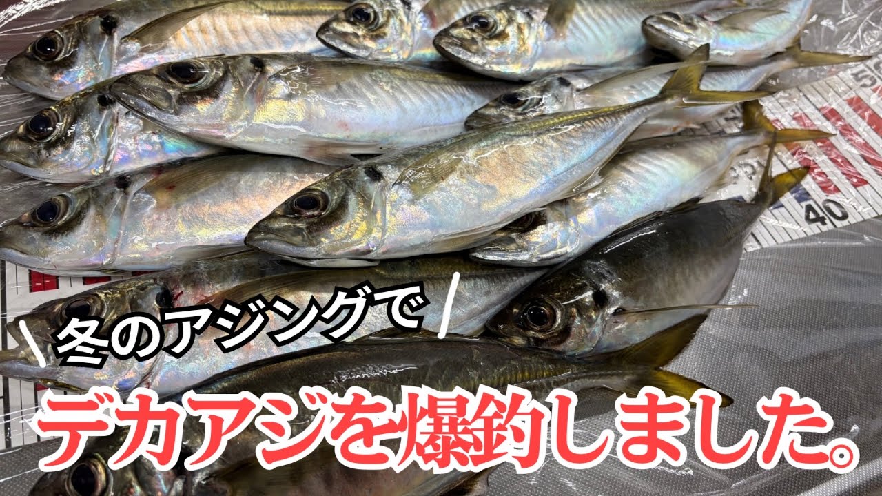 【アジング】真冬でもまだまだ釣れる！デカアジ爆釣アジング🎣 🐟