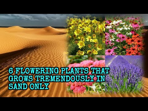 वीडियो: अद्भुत रेतीली मिट्टी के पौधे
