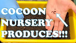Baby Compost Worms Hatch in Cocoon Nursery + Vermihut Worm Bin Feeding & Time Lapse Vermicompost