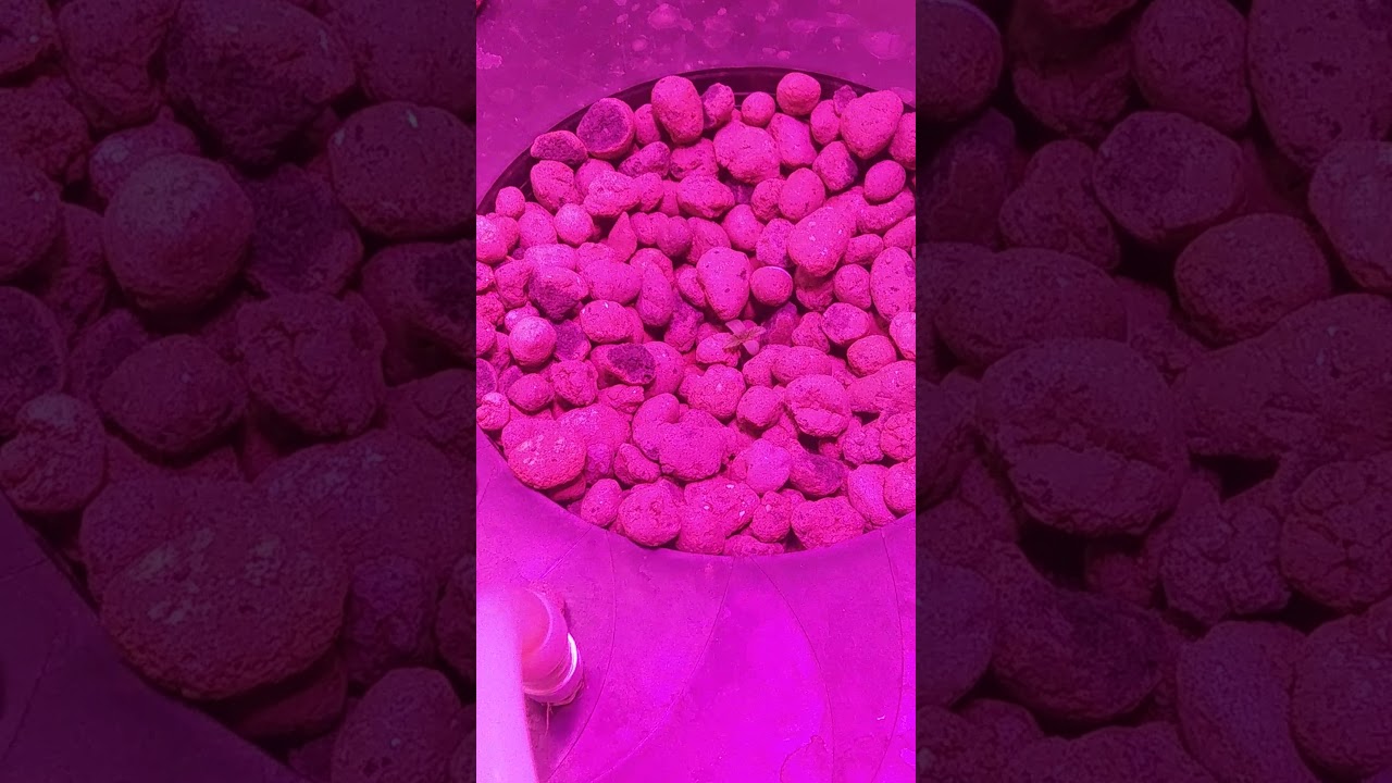 Grow Star S600 Cob series. And we're off