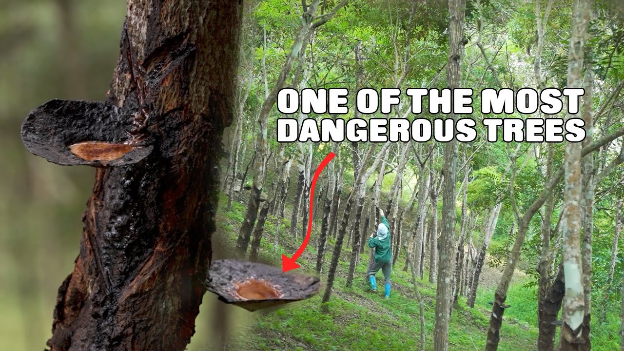 How to harvesting "sap" from one of the most dangerous trees? Single