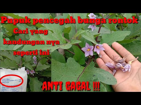 Video: Berpakaian Teratas Untuk Timun Di Ladang Terbuka: Ubat-ubatan Rakyat Dan Baja. Apa Dan Bagaimana Memberi Makan Untuk Kali Pertama Selepas Turun? Apa Yang Lebih Baik Untuk Menyiram 