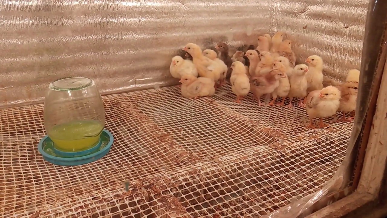 Cuce saxlayarken nelere diqqet etmek lazimdir??