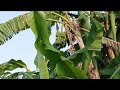 Fresh Green Banana Cluster Hanging Beneath Large Tropical Tree Leaves