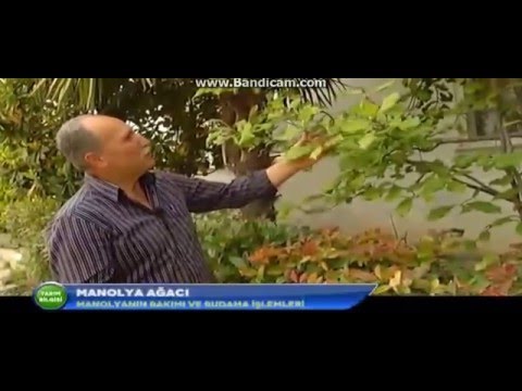 Video: Manolya Ağacı Budama - Manolya Ağaçlarını Budamak İçin İpuçları