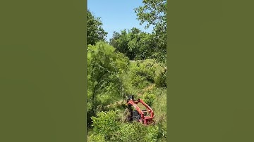 Danuser Intimidator “Dagone look at that root system!”