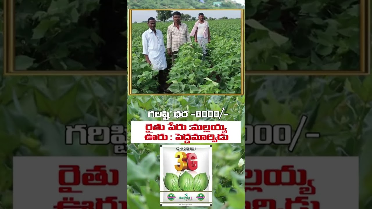 3G COTTON SEEDS## SRI VENKATESWARA FERTILISERS-ADONI KISAN MALL