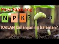 What is NPK/ ano ang ginagawa ng NPK sa halaman at kailan ito kailangan?