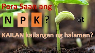 What is NPK/ ano ang ginagawa ng NPK sa halaman at kailan ito kailangan?